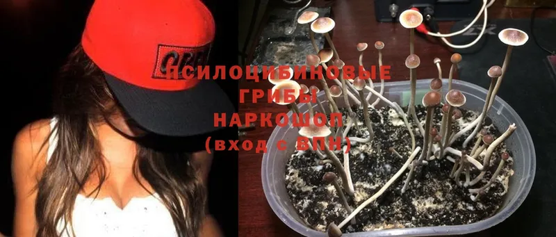 Псилоцибиновые грибы Psilocybine cubensis  купить закладку  Навашино 